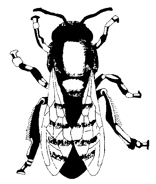 INSECT