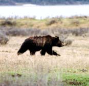 The fur is brownish to buff, and the hairs are usually silver- or pale-tipped to give a grizzled effect. Large adult grizzlies may be about 2.5 m (8 feet) long and weigh about 410 kg (900 pounds).