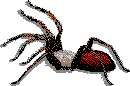 Can any one teach how to spin the web