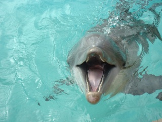 Friendly dolphin at Seaworld - shortly after this picture was taken this dolphin splashed us - we were soaked!!!!!
