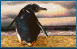 penguinwalking.gif (17380 bytes)