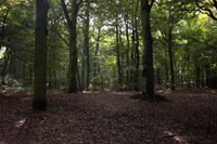 clingendael