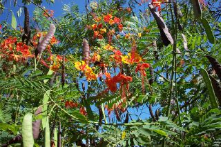 flame tree