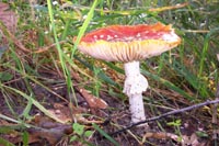 fly agaric