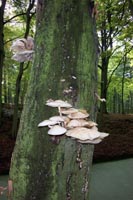 fungus tree