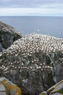 gannets