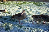geese in snow