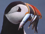 hungry puffin