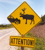 danger - caribou crossing!