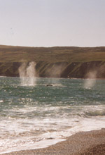 whale spouts