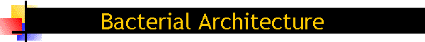 Bacterial Architecture