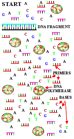101PCR animation.gif (151337 bytes)