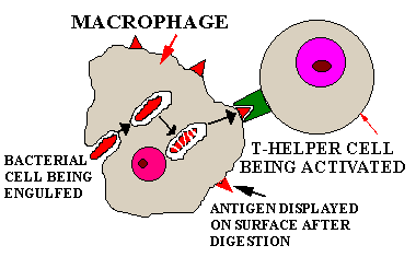 101Thmacrophage16.gif (4280 bytes)