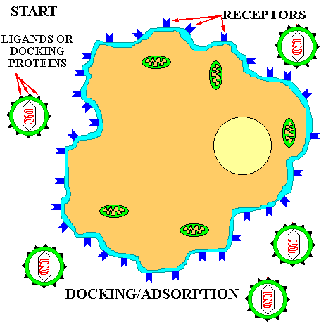 101VirusEngulfment.gif (121571 bytes)