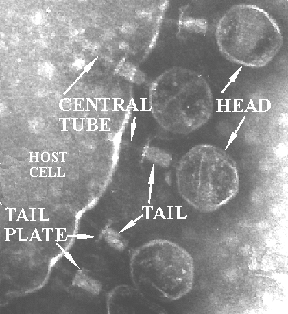 Phage Binding to Cell