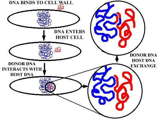 genetic transformation genetic transformation