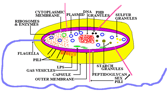 Composite Bacterial Cell