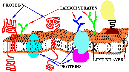 Cell Membrane
