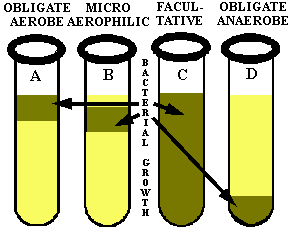 Oxygen Requirement for Growth