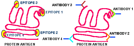 Antigen Epitopes (5018 bytes)