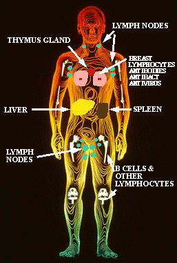 Location of Immune System