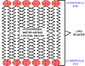Lipid Bilayer