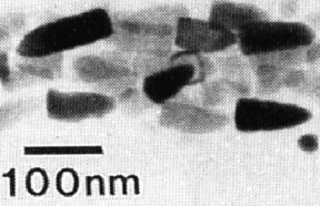 Magnetic Particles in Bacteria
