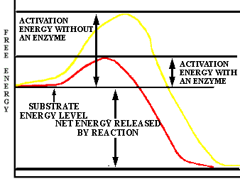 metabolism and biochemistry activation energy charts