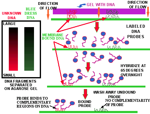 Hybridization Process (13718 bytes)