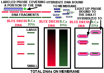 mol35.gif (8982 bytes)