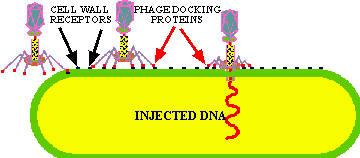 Phage Docking and Penetration