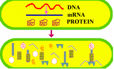 Synthesis of Phage Components