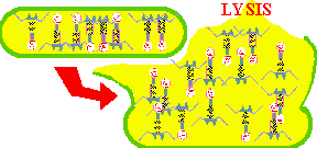 Phage Maturation and Lysis