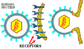 Virus Fusion with Host (5302 bytes)