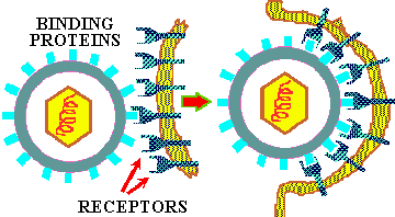 Virus Endocytosis