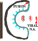 Virus Uptake (5645 bytes)