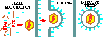 Budding Virus (3628 bytes)