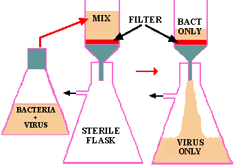 Virus Filtration (5605 bytes)
