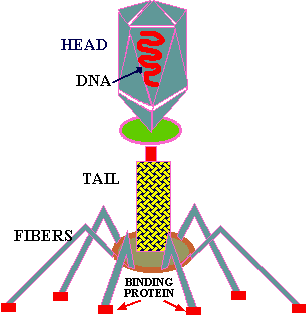T-Even Phage