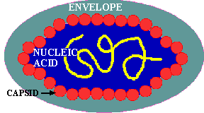 Enveloped Virus