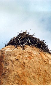 /user/eagle.JPG