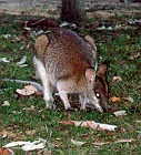 /user/kanga.JPG