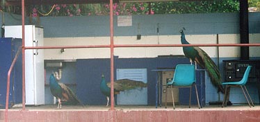 /user/peacock.JPG