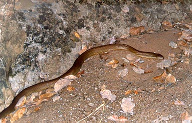 /user/snake.JPG