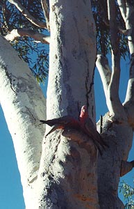 /user/wildparrots.JPG
