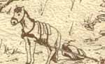pack horse
