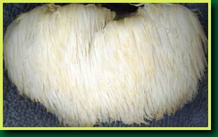 Bearded Tooth