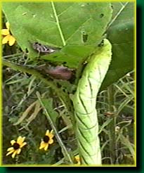 Caterpillar