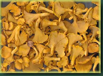 Chanterelle