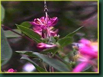 Spring flower